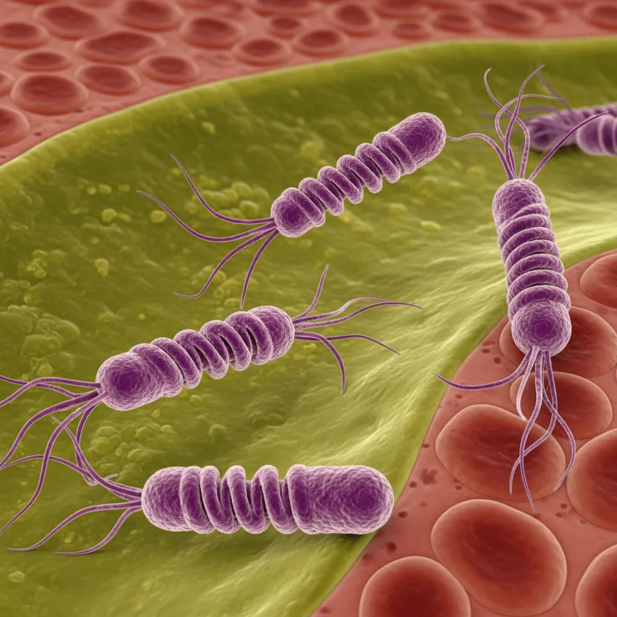 اعراض جرثومة المعدة كيف تعرف أنك مصاب بها وأفضل طرق العلاج